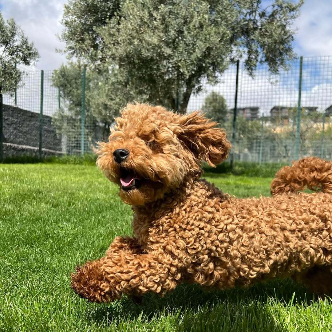 Pet Kreş Hizmeti